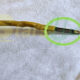 C370-AV701 Eb19-j10 CONNECTOR BOARD SP FOR ENDOSCOPE